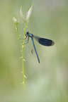 Banded Demoiselle with Midge