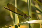 banded demoiselle