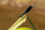 banded demoiselle