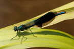 banded demoiselle