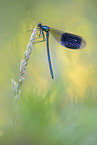 banded demoiselle