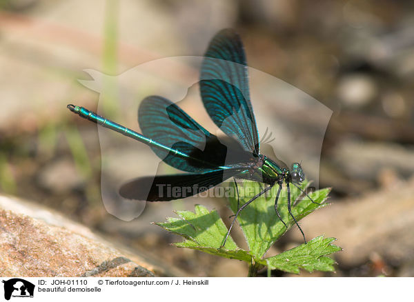 beautiful demoiselle / JOH-01110