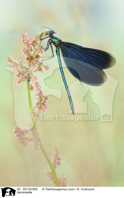 Blauflgel-Prachtlibelle / demoiselle / DV-02389