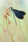 demoiselle