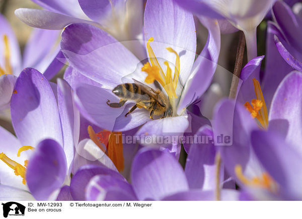 Biene auf Krokus / Bee on crocus / MW-12993