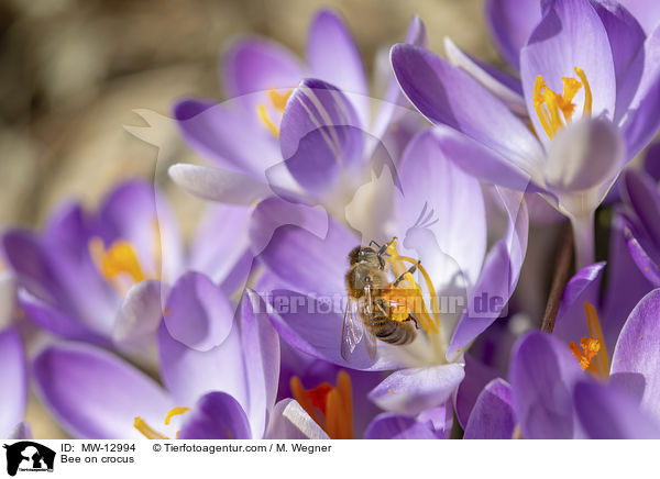 Biene auf Krokus / Bee on crocus / MW-12994