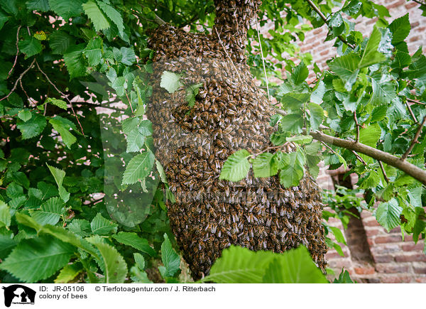 Bienenvolk / colony of bees / JR-05106
