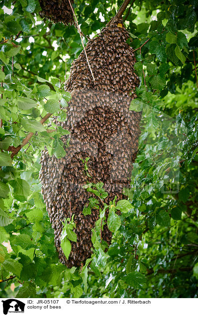 Bienenvolk / colony of bees / JR-05107