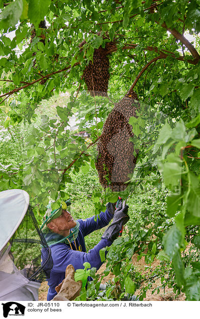 Bienenvolk / colony of bees / JR-05110