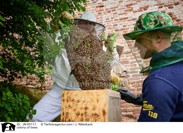Bienenvolk / colony of bees / JR-05111