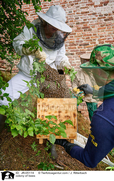 Bienenvolk / colony of bees / JR-05114