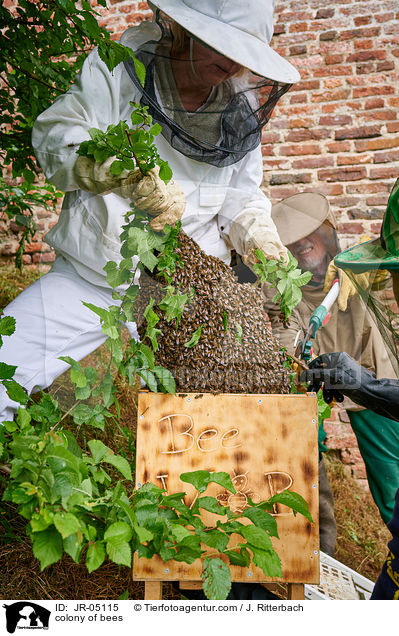 Bienenvolk / colony of bees / JR-05115