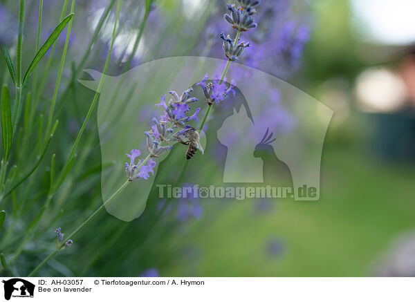 Biene auf Lavendel / Bee on lavender / AH-03057