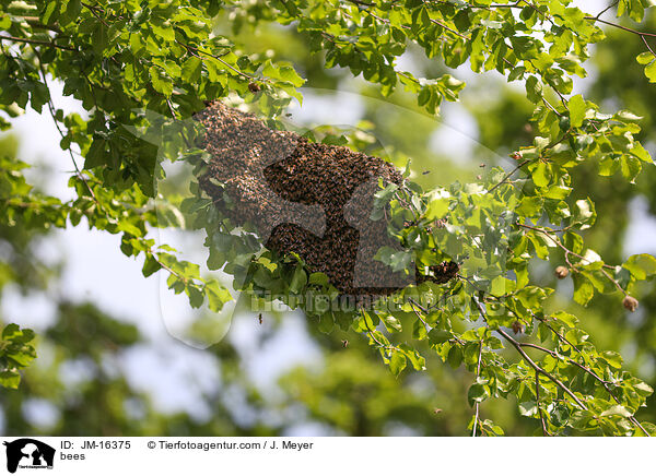 Bienen / bees / JM-16375