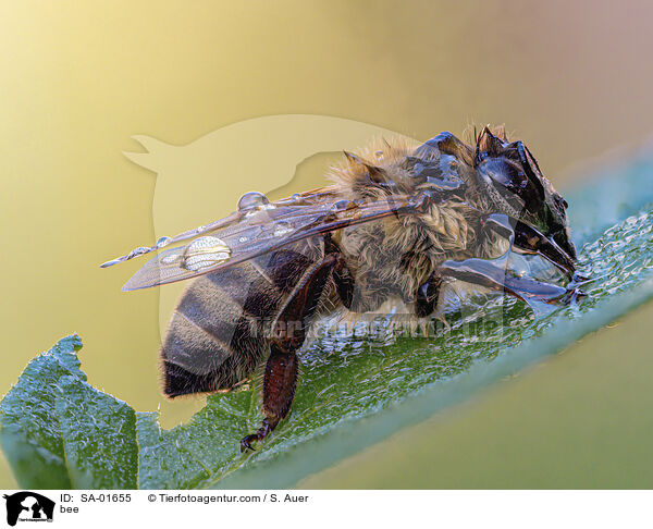 bee / SA-01655