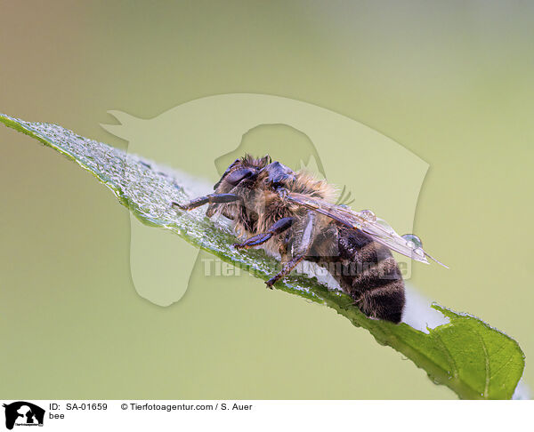 Biene / bee / SA-01659