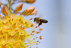 flying bee