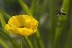 flying bee