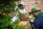 colony of bees