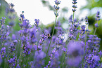 Bee on lavender