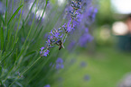 Bee on lavender