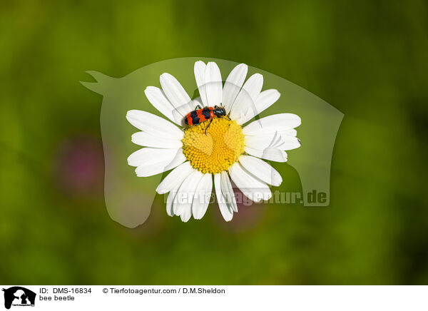 Gemeiner Bienenkfer / bee beetle / DMS-16834