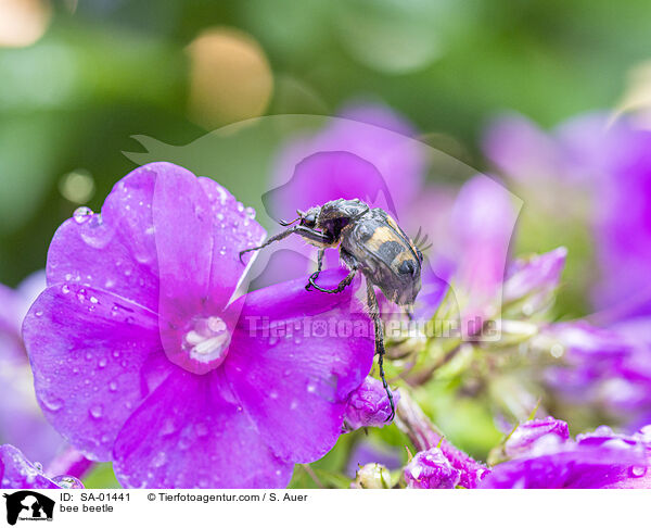 bee beetle / SA-01441