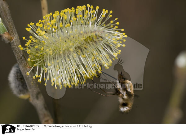 Wollschweber / large bee fly / THA-02639