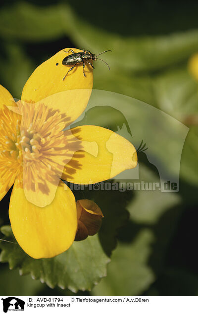 kingcup with insect / AVD-01794