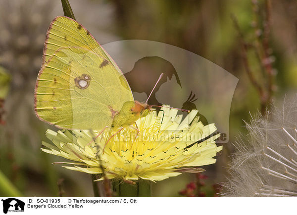 Sdlicher Heufalter / Berger's Clouded Yellow / SO-01935