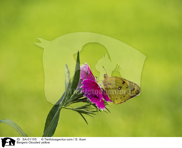 Bergers Clouded yellow / SA-01155