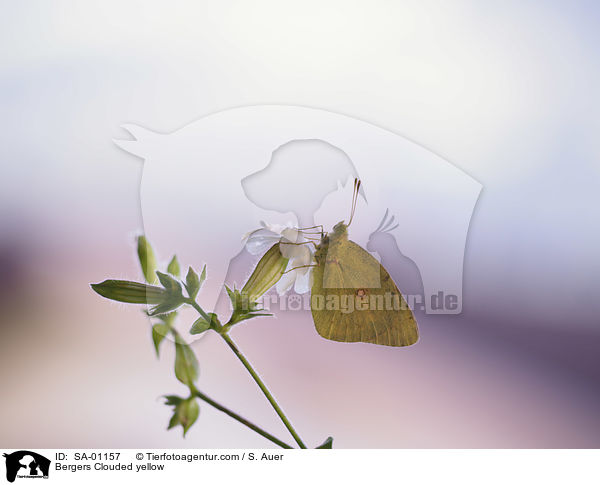 Bergers Clouded yellow / SA-01157