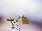 Bergers Clouded yellow