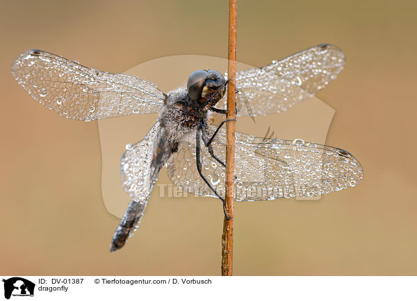 Schwarze Heidelibelle / dragonfly / DV-01387