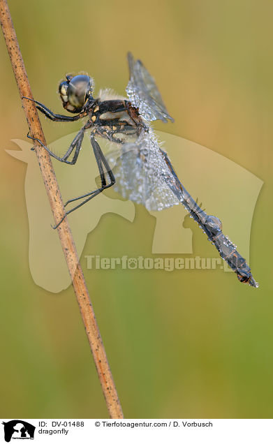Schwarze Heidelibelle / dragonfly / DV-01488