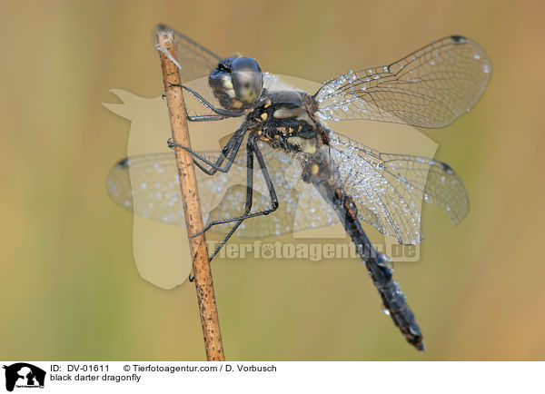 Schwarze Heidelibelle / black darter dragonfly / DV-01611