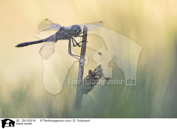 Schwarze Heidelibelle / black darter / DV-03219