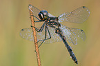 black darter dragonfly