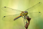 black darter