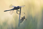 black darter