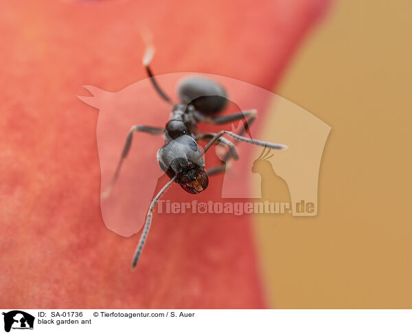 black garden ant / SA-01736