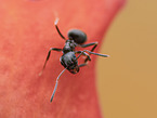 black garden ant