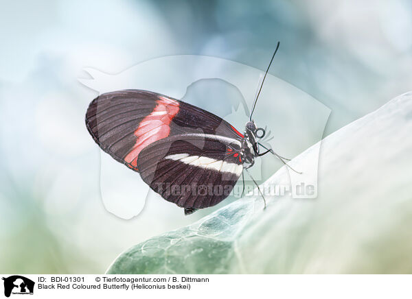 Schwarz-rot gefrbter Schmetterling (Heliconius beskei) / Black Red Coloured Butterfly (Heliconius beskei) / BDI-01301