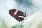 Black Red Coloured Butterfly (Heliconius beskei)