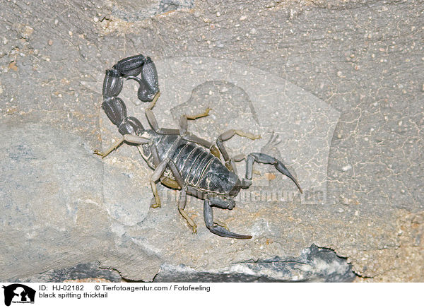 Sdafrikanischer Dickschwanzskorpion / black spitting thicktail / HJ-02182