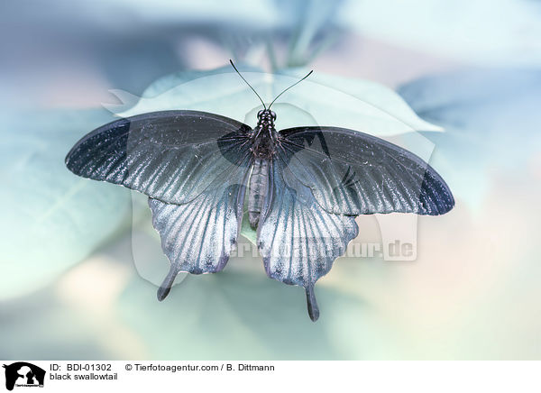 Schwarzer Ritterfalter / black swallowtail / BDI-01302