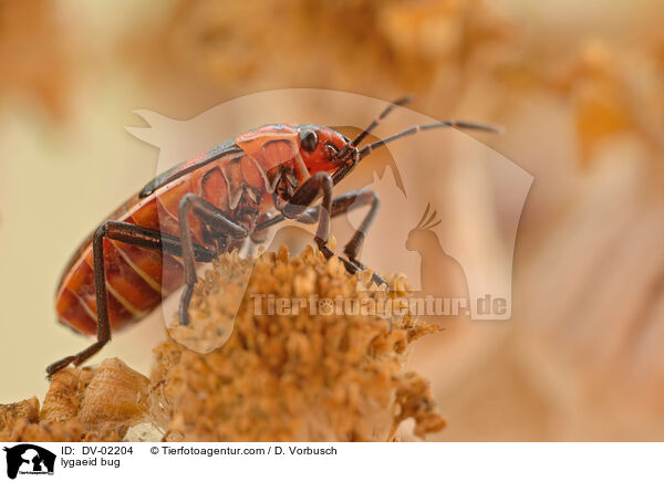 Ritterwanze / lygaeid bug / DV-02204