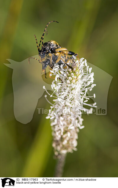 black-and-yellow longhorn beetle / MBS-17963