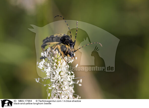 Gefleckter Schmalbock / black-and-yellow longhorn beetle / MBS-17964