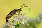 long-horned beetle